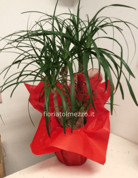 Pianta di beucarnea altezza 60 cm- diam vaso 24