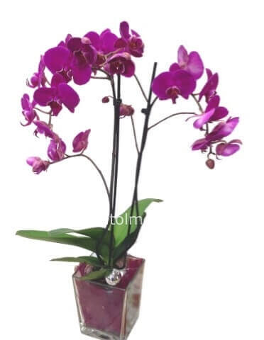 Pianta di Phaleonopsis con vaso, diversi colori a richiesta