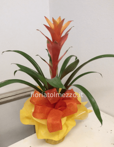 Bromelia